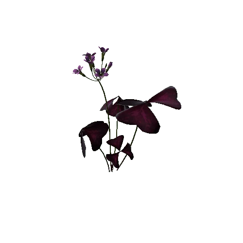 Flower Christia Species1 6